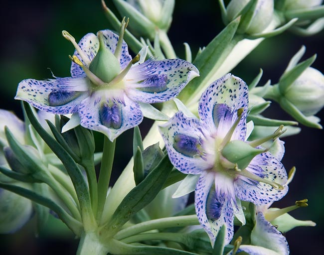 2 monument flowers